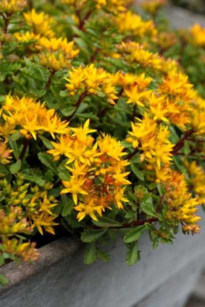 Sedum floriferum Weihenstephaner Gold – растение для альпинариев с яркими цветами